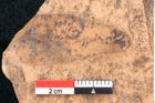 Foto (Detailansicht) von Santalum salicinum Ettingshausen (NHMW-GEO-2024-0188-8001)